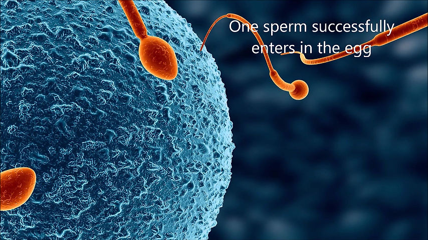 5. How do an egg and sperm meet?